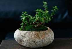 花盆短视频,揭秘家居绿植养护的秘诀