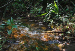 小草国产精品,小草，描绘生命的顽强与希望